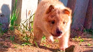Щенок лайки, воспитание 1 Щенок лайки, воспитание 1