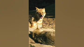 Jackal स य र Wolf Howling Youtubeshorts Viral Shorts Trending Yt Popular 