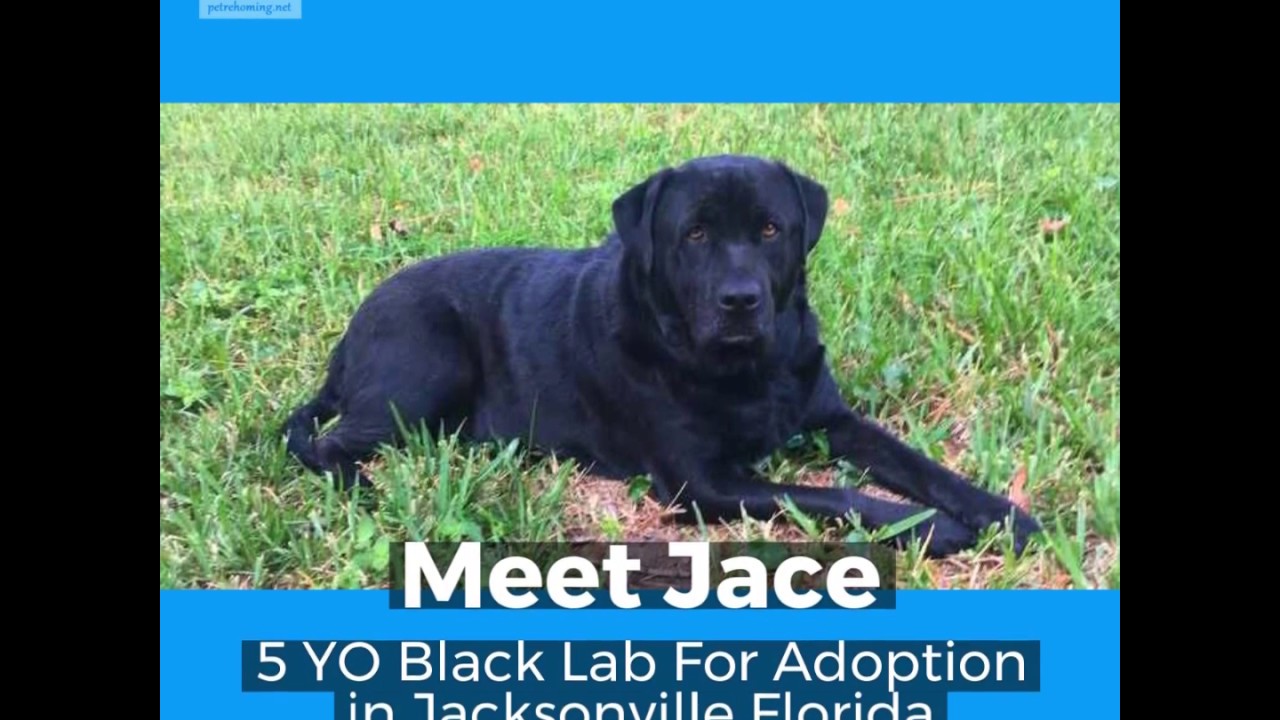 Black Labrador Retriever For Adoption Jacksonville Florida Meet Jace YouTube