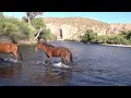 Wild Horses Departing Salt River - Mark Storto Nature Clips.