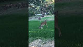 Bambi apple 🍏 🍎 feedin time