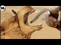 Here's What Happens If You Feed a Camel With a Venomous Snake