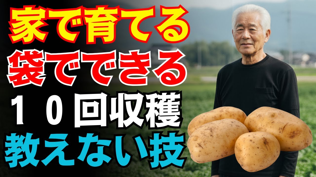 【発見】ベランダでジャガイモを“無限栽培”！年中買わずに楽しむ方法【家庭菜園】【初心者歓迎】