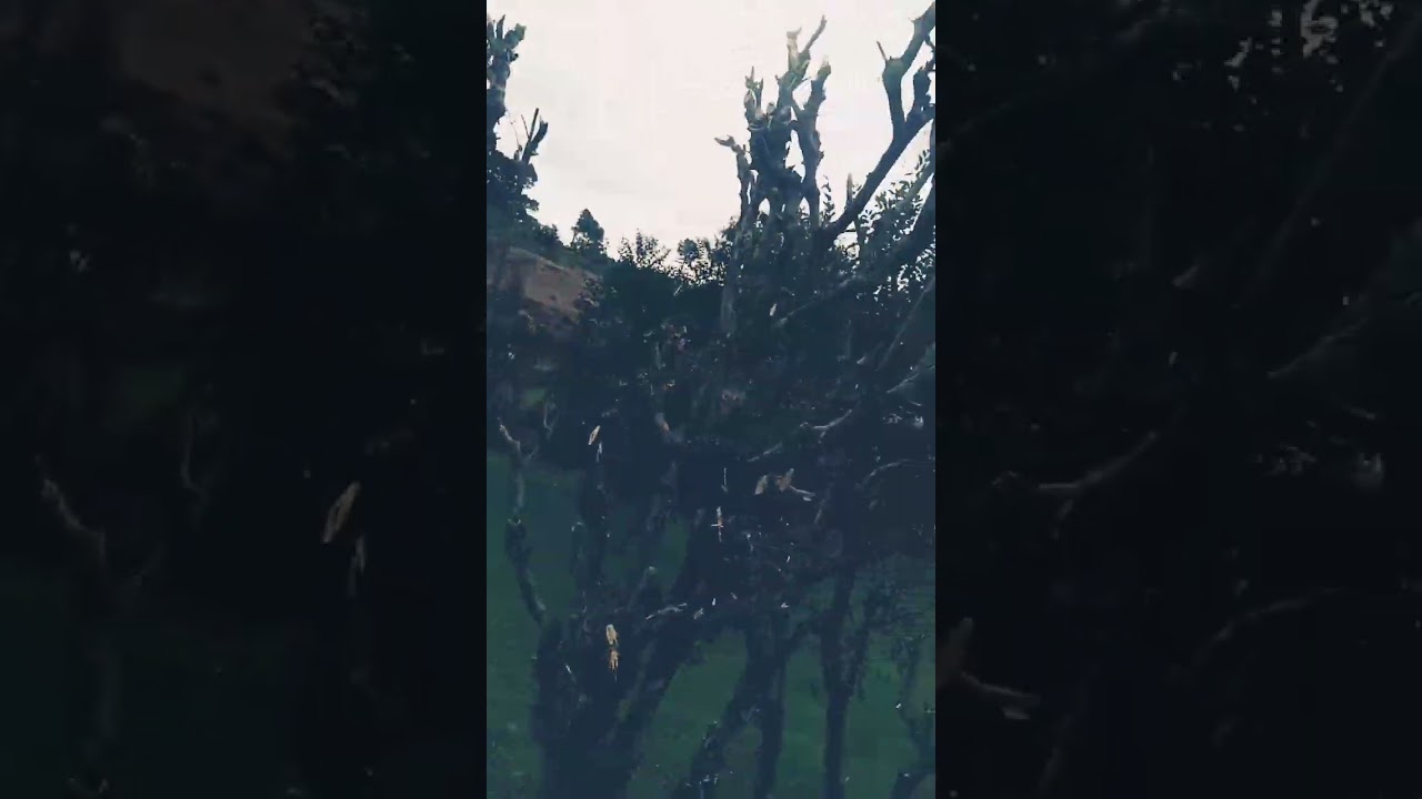Short Video