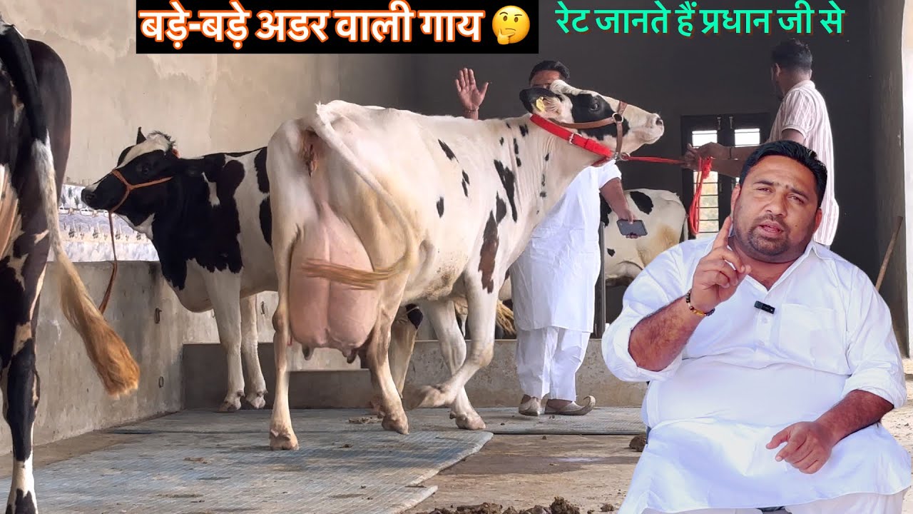 20 से 25 बड़े-बड़े अडर वाली गाय किस रेट में मिलेगी जानते हैं प्रधान जी से 