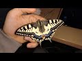 El Surgir de Papilio machaon