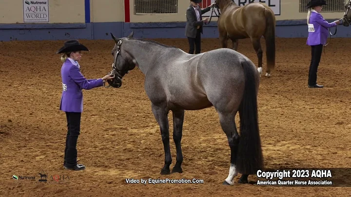2023 AQHA World Championship Show Select Performance Halter Mares
