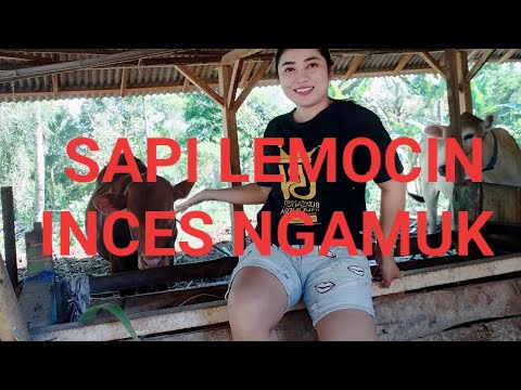 SAPI LEMOCIN INCES NGAMUK G MAU MANDI