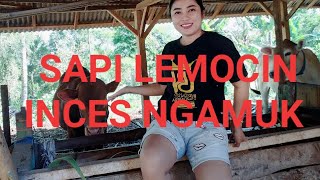 SAPI LEMOCIN INCES NGAMUK G MAU MANDI
