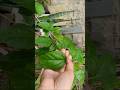 Hand-Painted Cotton Handbag 🌿 | Eco-Friendly Leaf Art Tote 2026