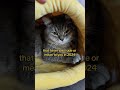 Thanks 2024 Happy New Year And Do Your Best Loafing In 2025 ЁЯОЙЁЯНЮ Cat Cute Catlover Thanks 2024 Happy New Year And Do Your Best Loafing In 2025 ЁЯОЙЁЯНЮ Cat Cute Catlover