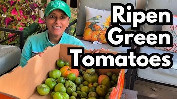 How To Ripen Green Tomatoes Off The Vine 🍅 Garden Hack