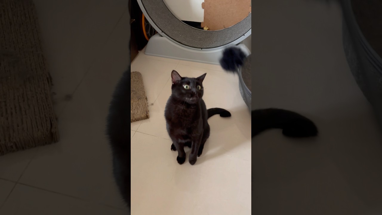 我愛黑貓🐈‍⬛ くろねこ#cat #貓 #ねこ - YouTube