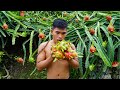 Harvesting dragon fruit eating delicious mouth watering  boy tapang