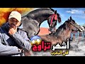 أشهر تزاوج خيول بالمغرب بنت شاميخ مع داروك🚨خيول ملكية ديال بصح😱ماشاء الله . واش كين زين ؟؟..