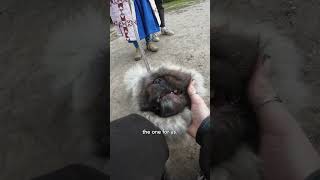 "People think he's AI... they say he's not real" 😅🐾 #pekingese