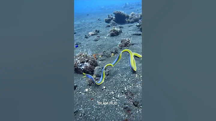 This Fish Can Change Its Gender #shorts #shortsfeed