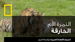 اسبوع القطط الكبيرة: مواجهة النمور | ناشونال جيوغرافيك أبوظبي