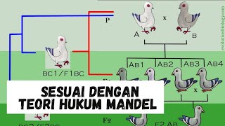 Ternak Merpati, Istilah Breeding Pengertian F1 F2 F3 BACKCROSS Yang Benar