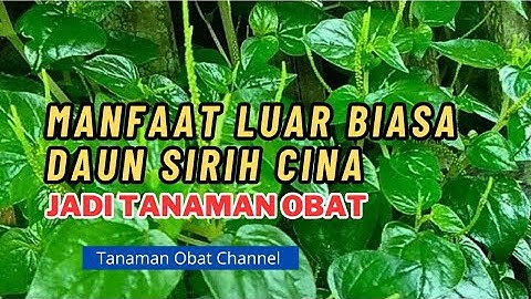 Manfaat Luar Biasa Daun Sirih Cina, Sering Dijadikan Obat Herbal untuk Kesehatan
