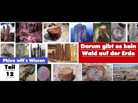 Video: Warum Gibt Es In Russland Keine Wälder, Die älter Als 200 Jahre Sind? - Alternative Ansicht