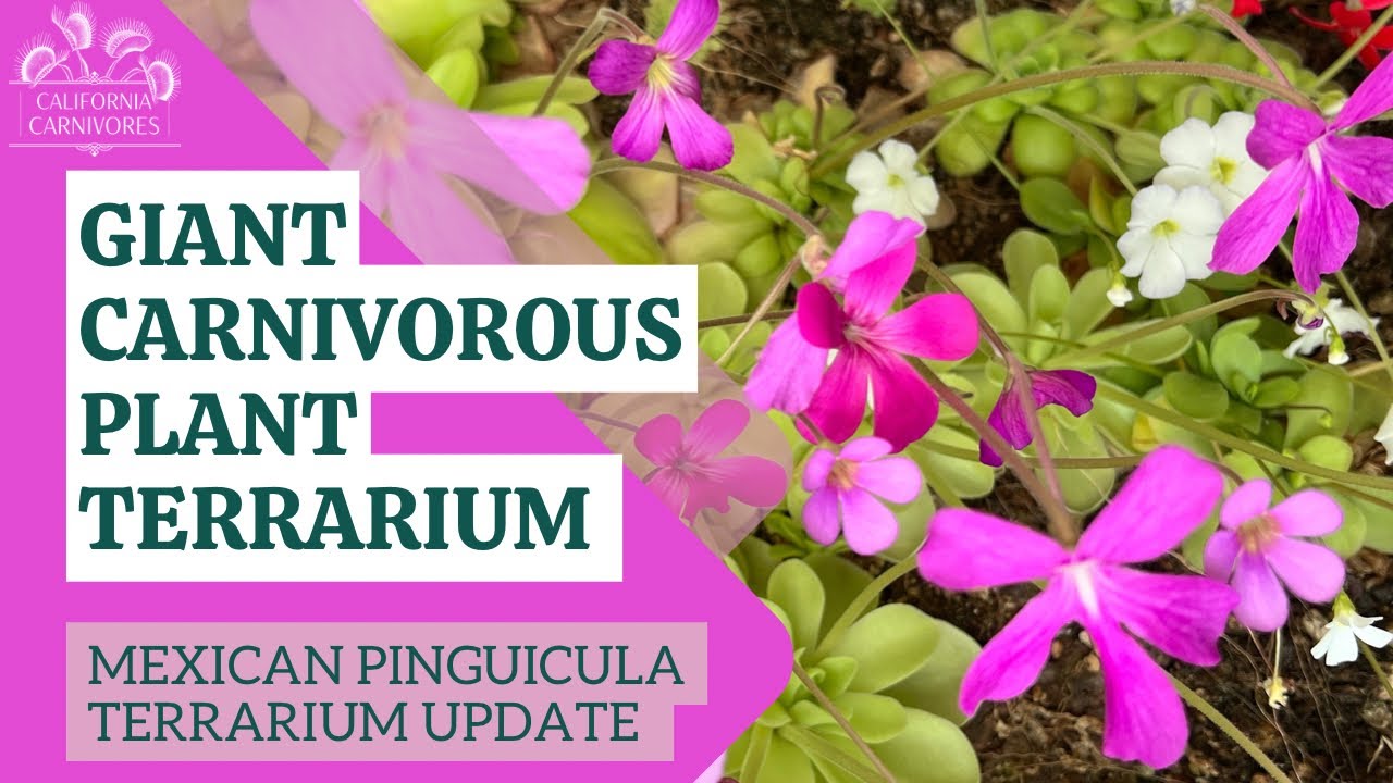 Giant Carnivorous Plant Terrarium