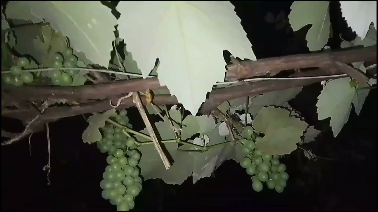 El floripondio, junto a los últimos kinotos y las próximas uvas, en la noche.