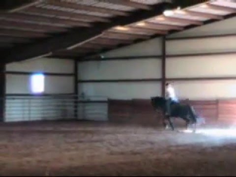 Friesian Mare, Blomke, Ridden by Lorna Neel