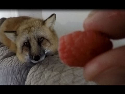 Fox Eating Raspberry flying raspberry eaten by fox - YouTube