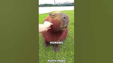 Why You Should Never Touch a Capybara