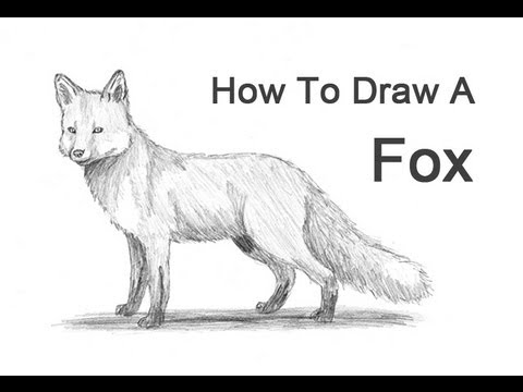 How to Draw a Fox Red Fox VIDEO  StepbyStep Pictures