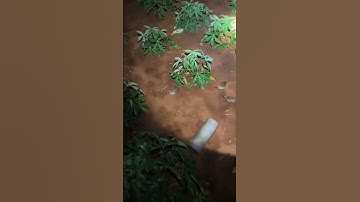 #bẫy cút đêm #baychimcutrung #xuhuongyoutube