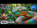 ULTRA REAL 16K HDR Dolby Vision 120FPS | Stunning Ultra HD Showcase