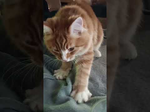 Замурчательного дня