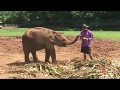 Elephant Nature Park Chiang Mai Thailand + BABY ELEPHANT