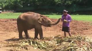 Elephant Nature Park Chiang Mai Thailand + BABY ELEPHANT