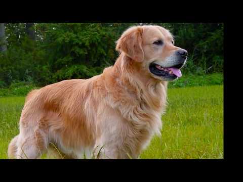 Video: Perros Para Dueños Perezosos: Las Mejores Razas Con Fotos