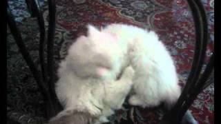 Weird Persian triplets ! by Soheil Ta 4,488 views 13 years ago 2 minutes, 26 seconds