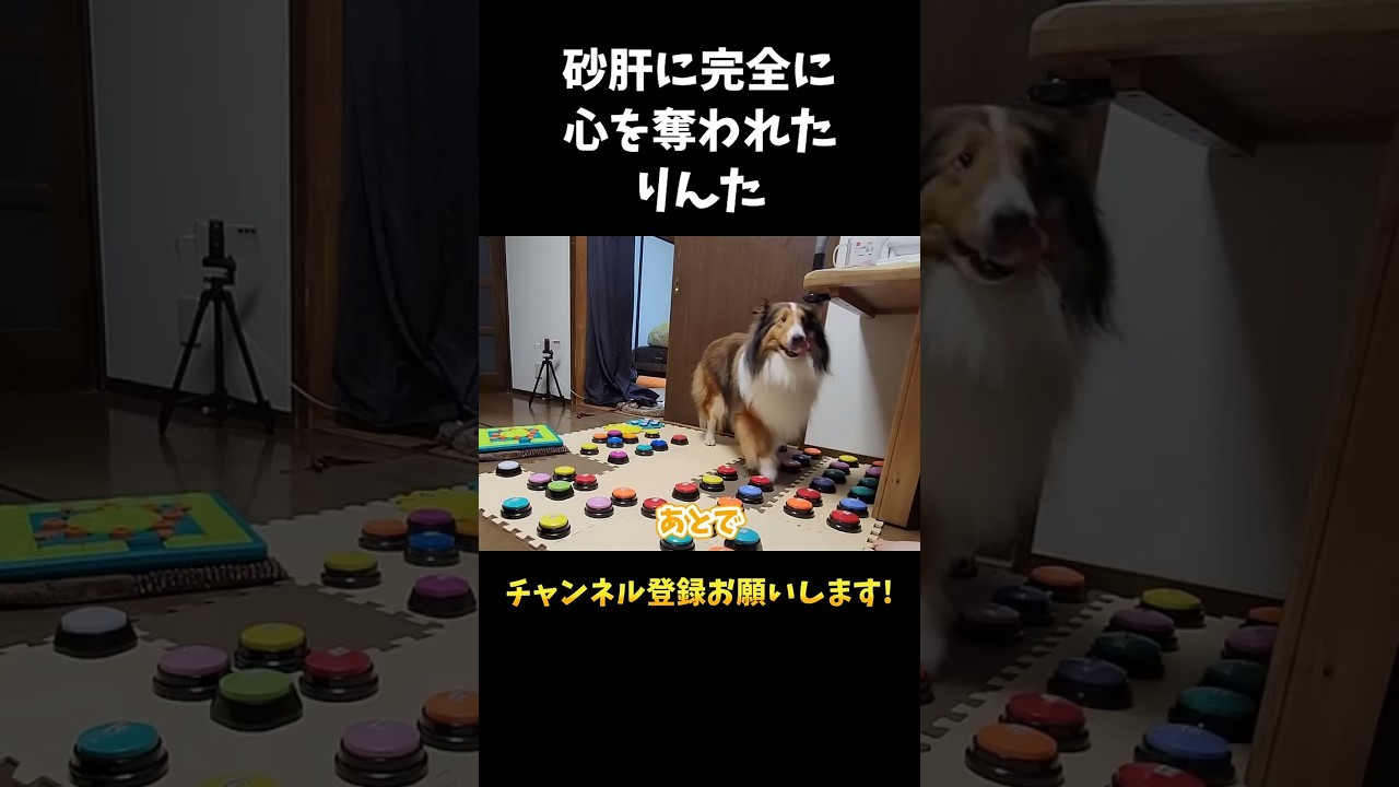 Rinta, who has completely lost his heart to chicken gizzards [Dog