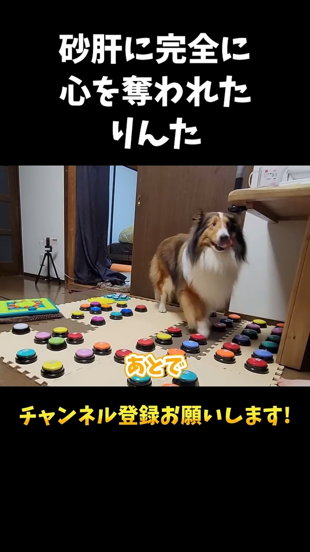 Rinta, who has completely lost his heart to chicken gizzards [Dog