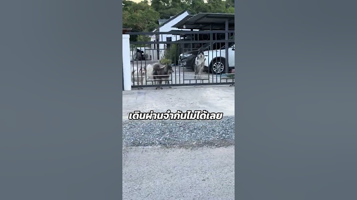 เดินผ่านจำกันไม่ได้เลย#dog #pets #สุนัขน่ารัก #หมา