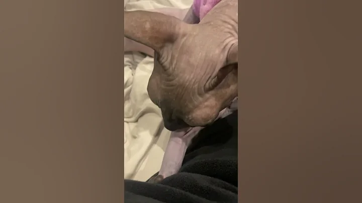 Video 10688271: sphynxcat cutecat cat, pets cutecat sphynx, sphynx cat cute pets