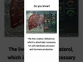 protein synthesis and blood regulation process of liver