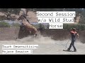 Second Session w/a Wild Horse - Touch Desensitization | Mojave Stud 2