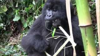 Mountain Gorillas in Rwanda