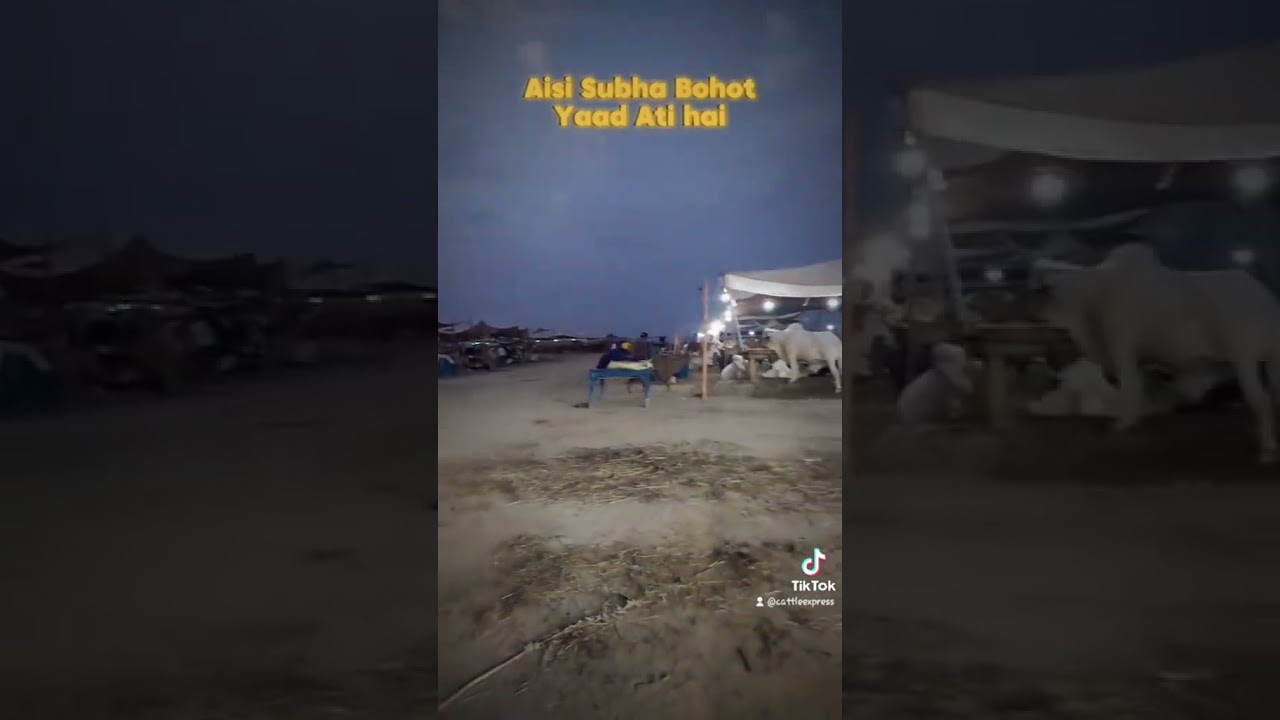 Mandi Morning Memories 🌄 