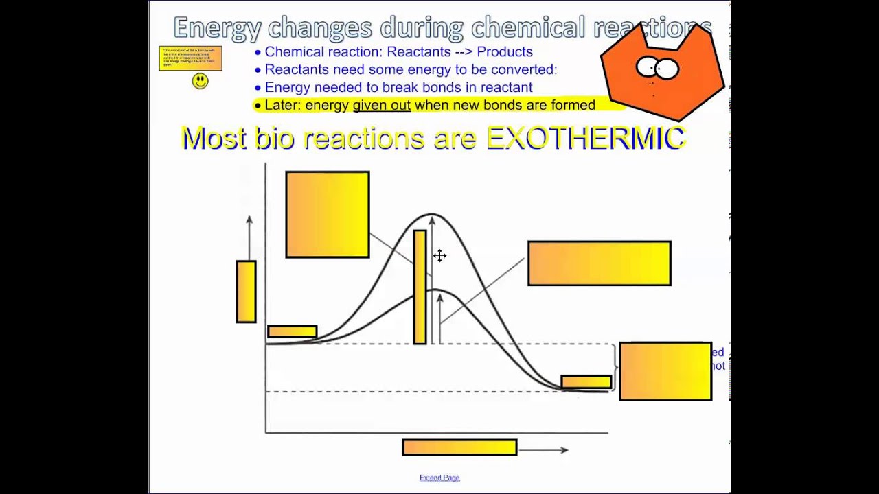 Activation Energy with Enzymes IB Biology YouTube