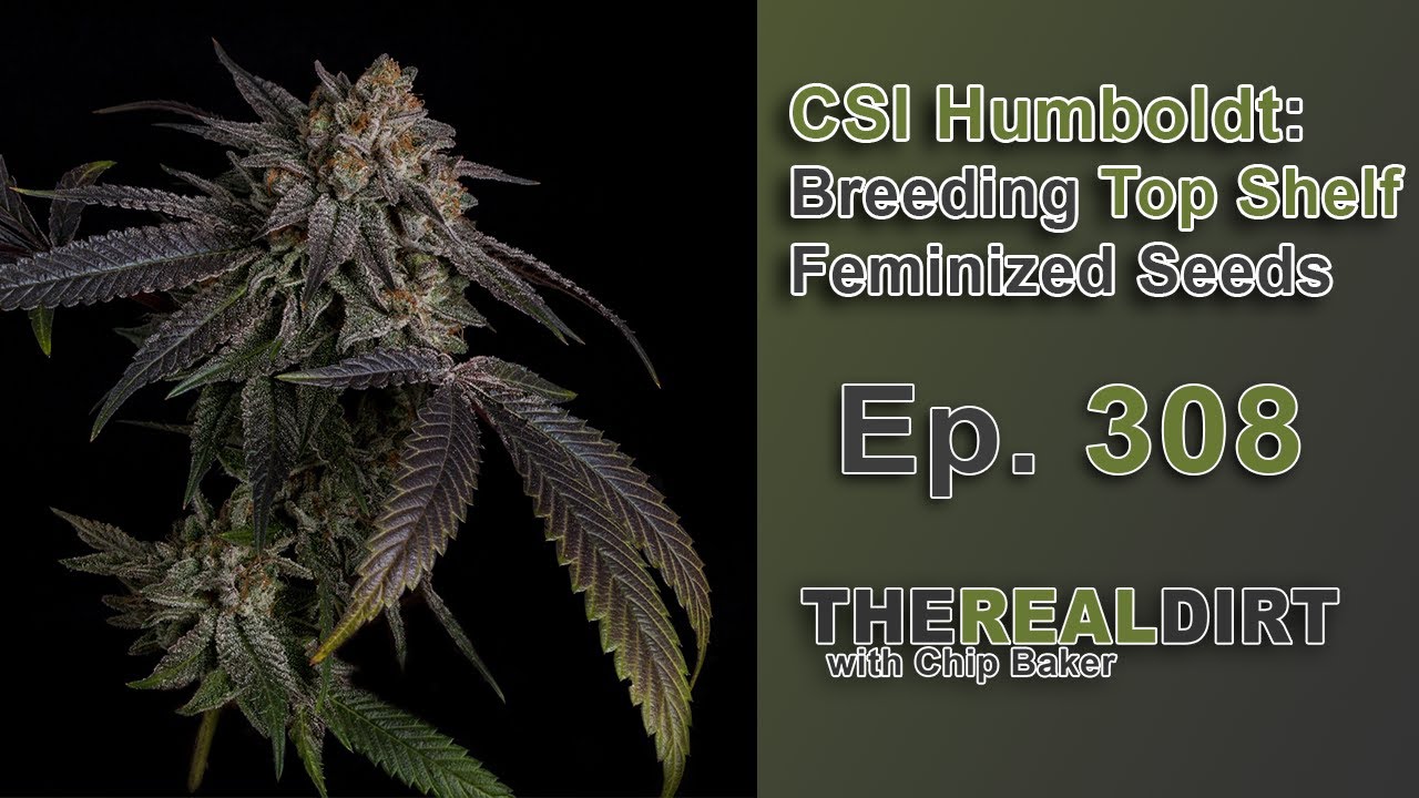 CSI Humboldt: Breeding TOP SHELF Feminized Seeds