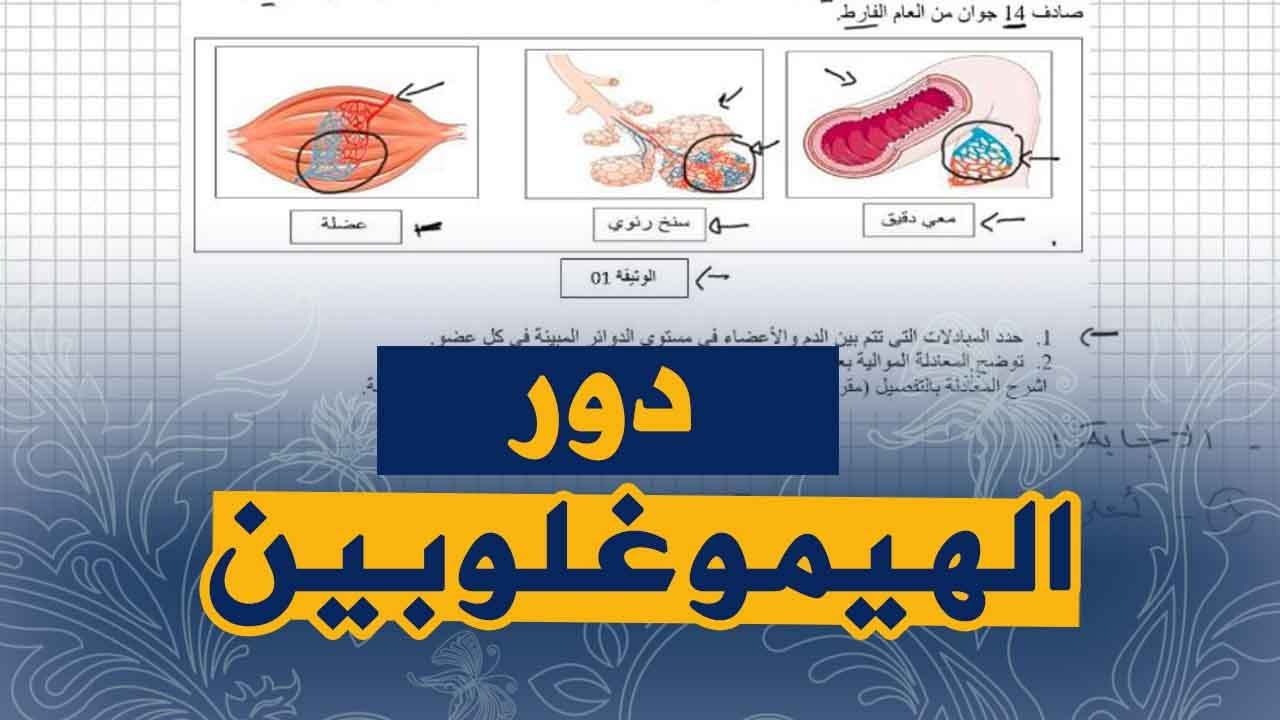 تمرين رائع على انتاج الطاقة و دور الدم في النقل علوم طبيعية للسنة الرابعة متوسط الجيل الثاني