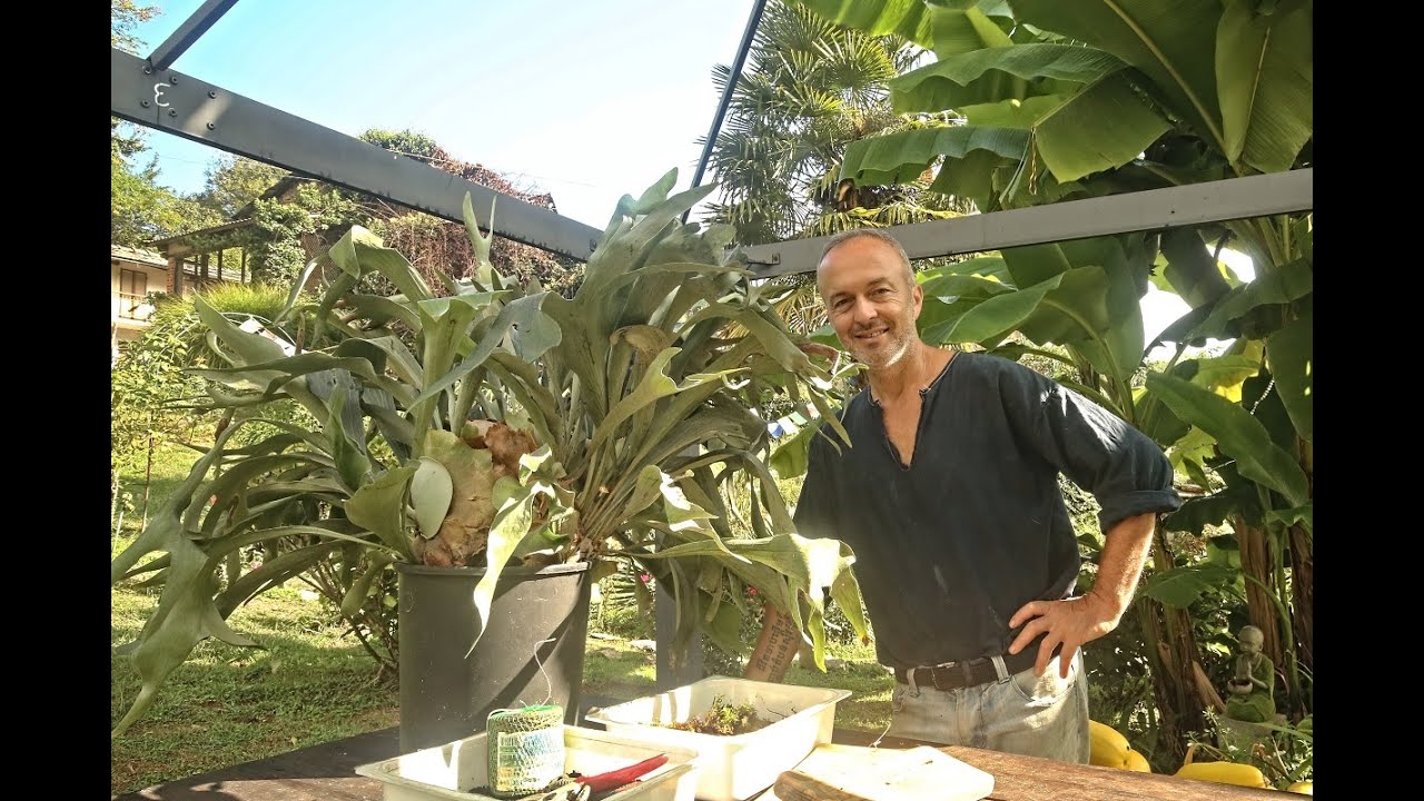 Zattere di Platycerium !